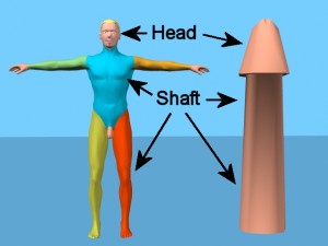 How_Circumcision_Affects_Body-HeadShaftLabeled