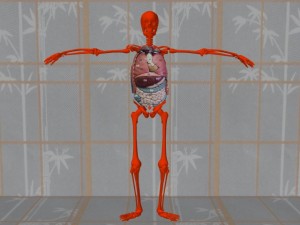 Masturbation_Causes_Skeletal_Misalignment-BodyCavitySkeletonNormal