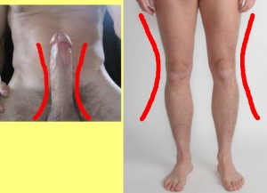 Penis_Curves_All_Over-KneeCurves
