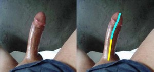 The_Right_Pointing_Penis_Analysis_01-UpperPenisCurvesRight