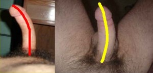 The_Left_Pointing_Penis_Analysis_12-Penis12UpperCurve